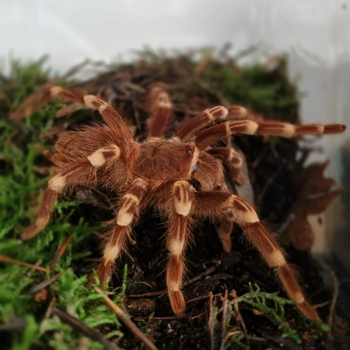 Acanthoscurria geniculata (Giant White Knee) Sling 3cm