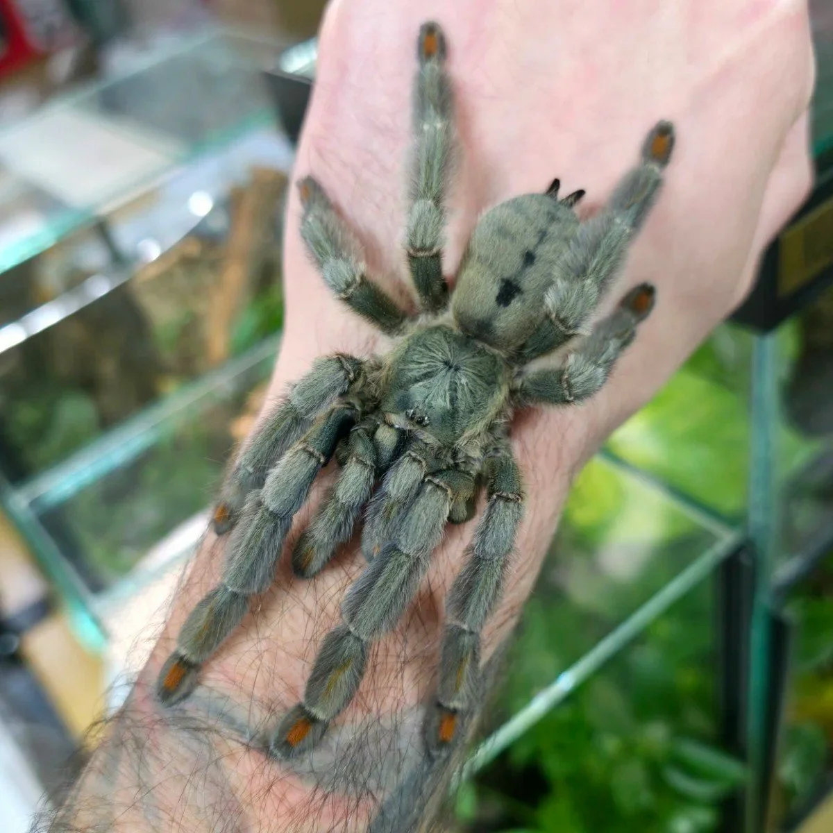 psalmopoeus-cambridgei-trinidad-chevron-4.jpg