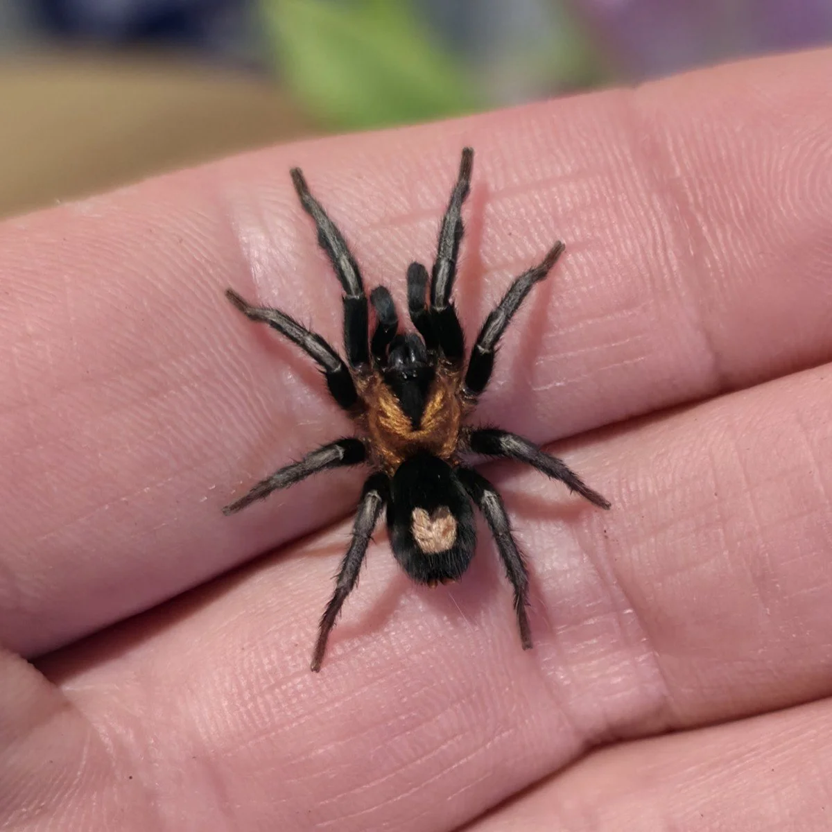 Cyriocosmus elegans (Trinidad Dwarf Tarantula) Juvenile 2-3cm