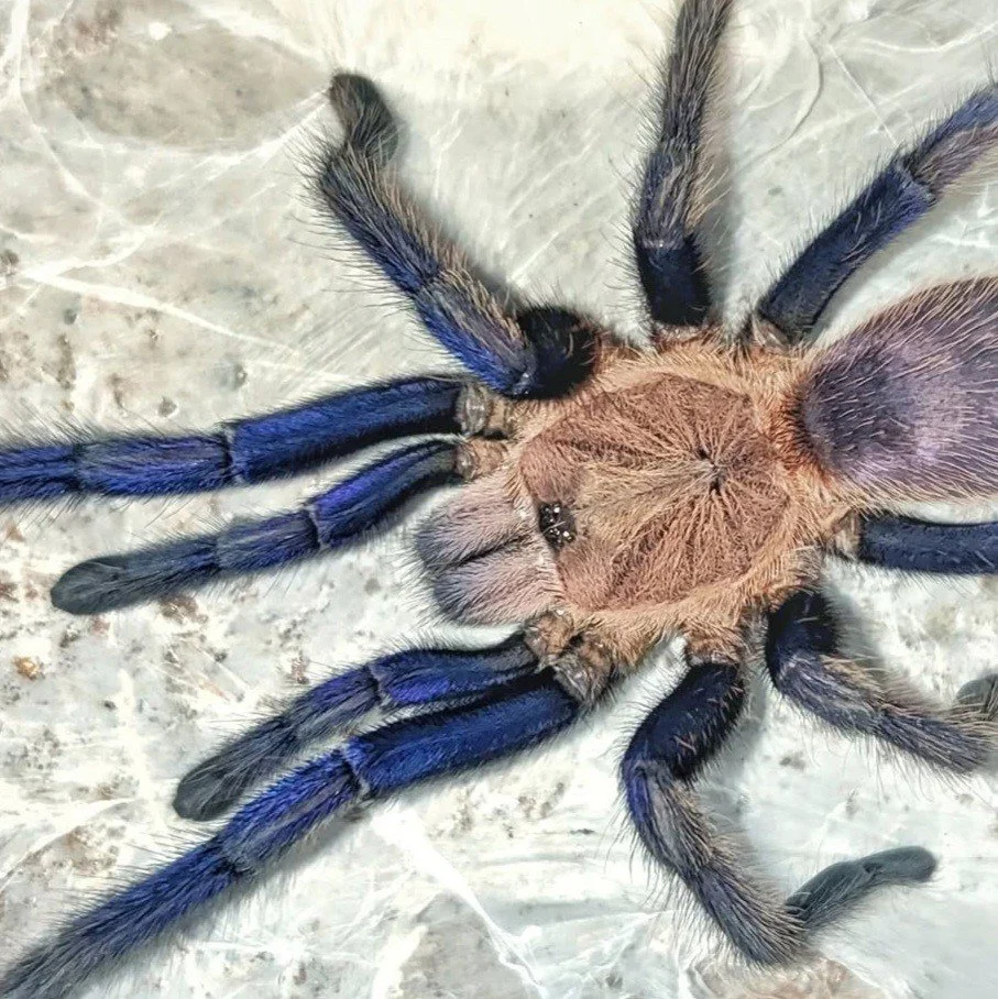 Chilobrachys sp. South Thailand Blue Sling 3-4cm