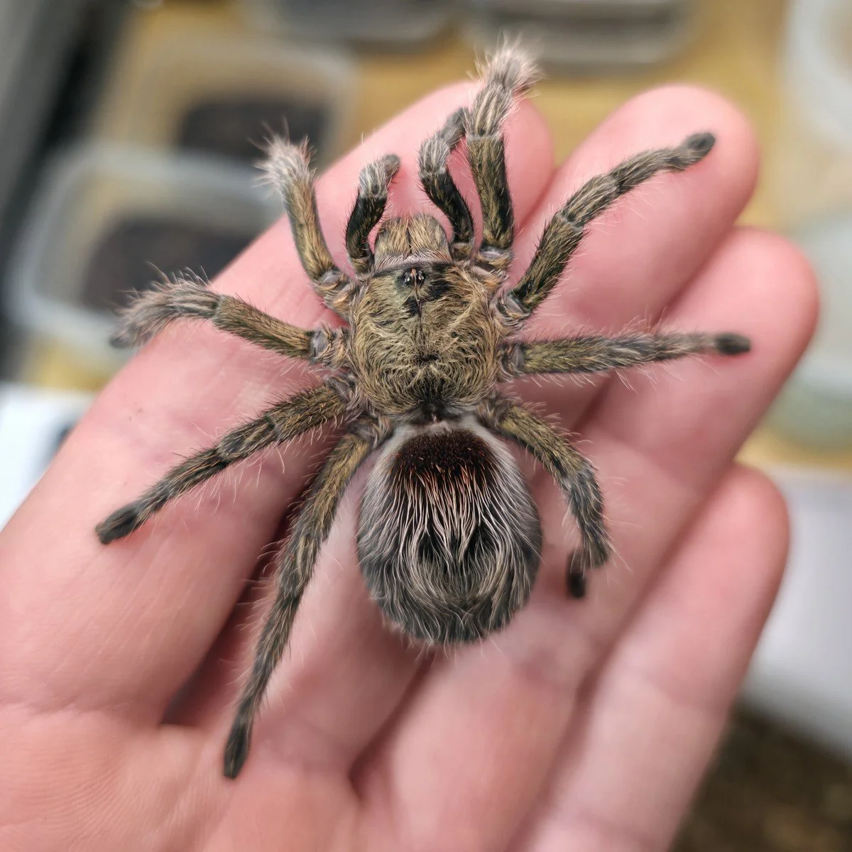 Euathlus manicata green (Male & Female) Sub-Adult Female