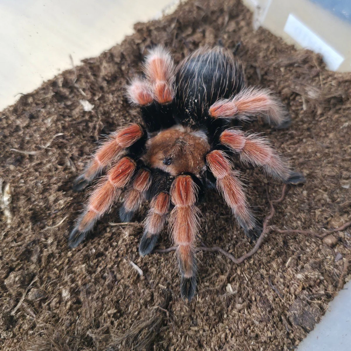 brachypelma-boehmei-mexican-fireleg.jpg