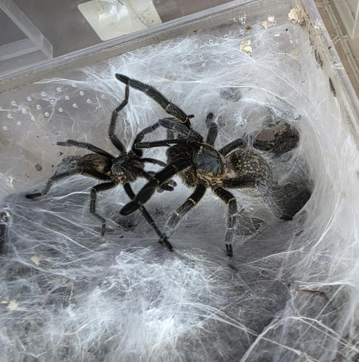 Harpactira sp. Golden Black Sling 4cm