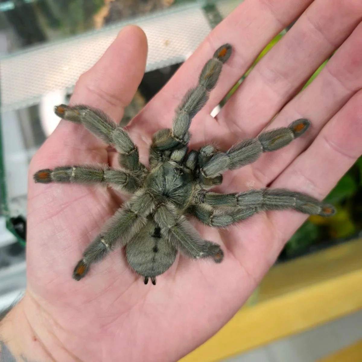 Psalmopoeus cambridgei Trinidad Chevron tarantula