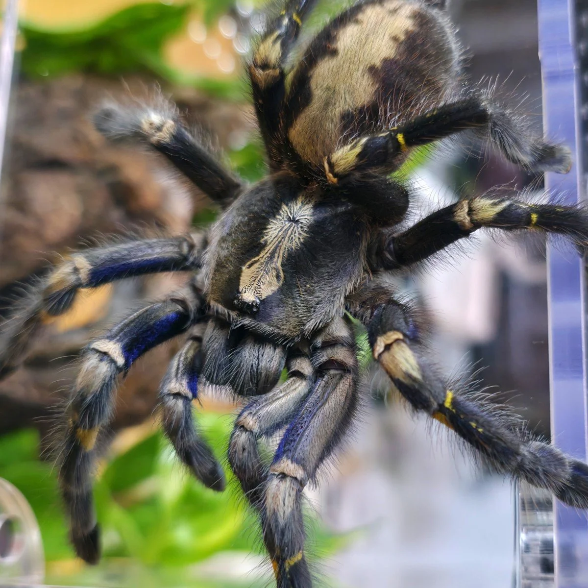 Poecilotheria metallica (Gooty Sapphire Ornamental) Adult Female
