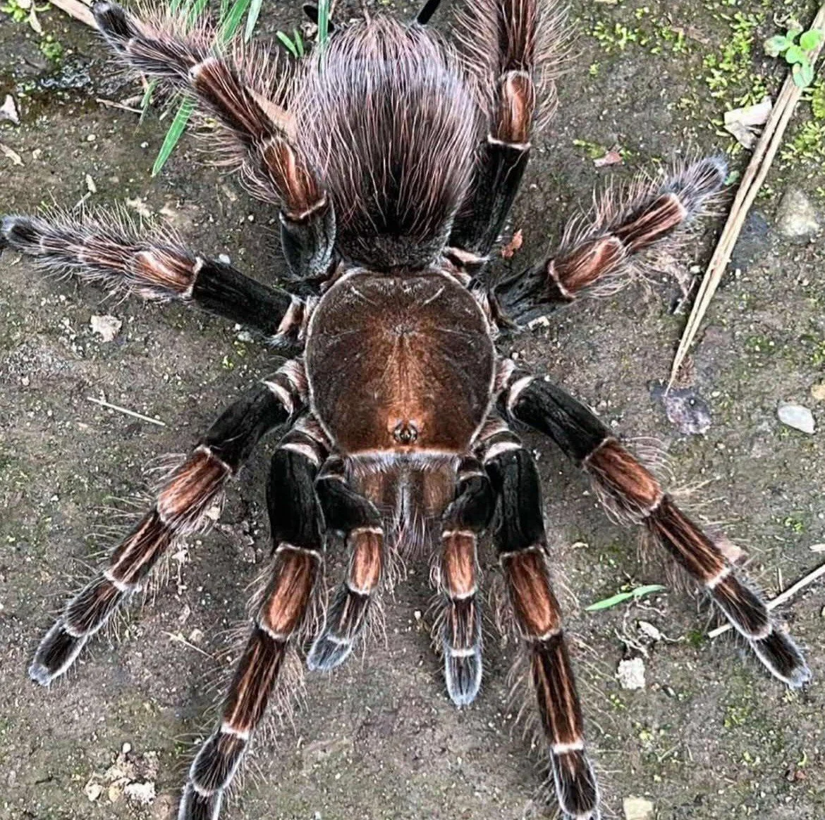 pamphobeteus-sp-dark.jpg