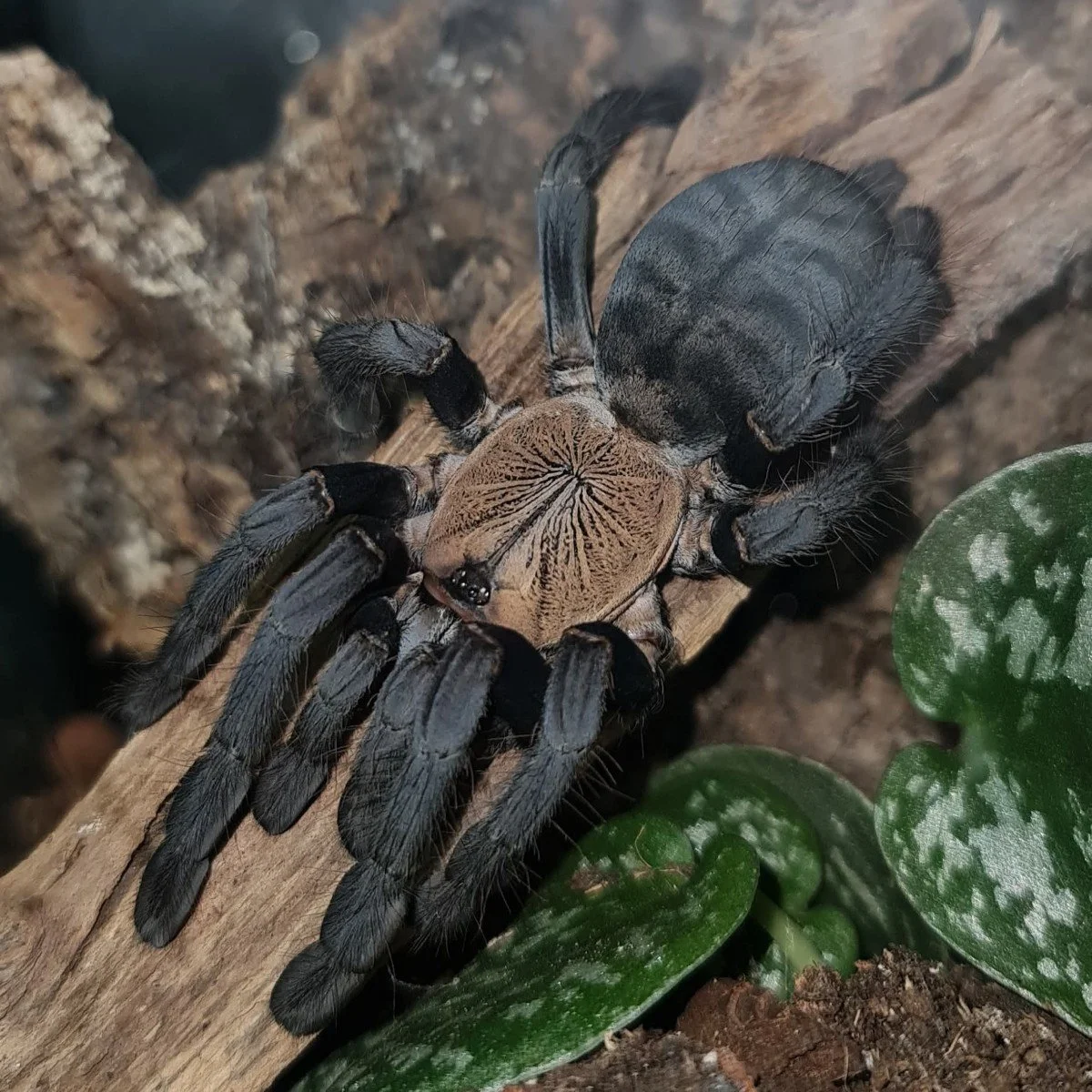 Phormingochilus hatihati (Bulk of 5) Sling 1-2cm