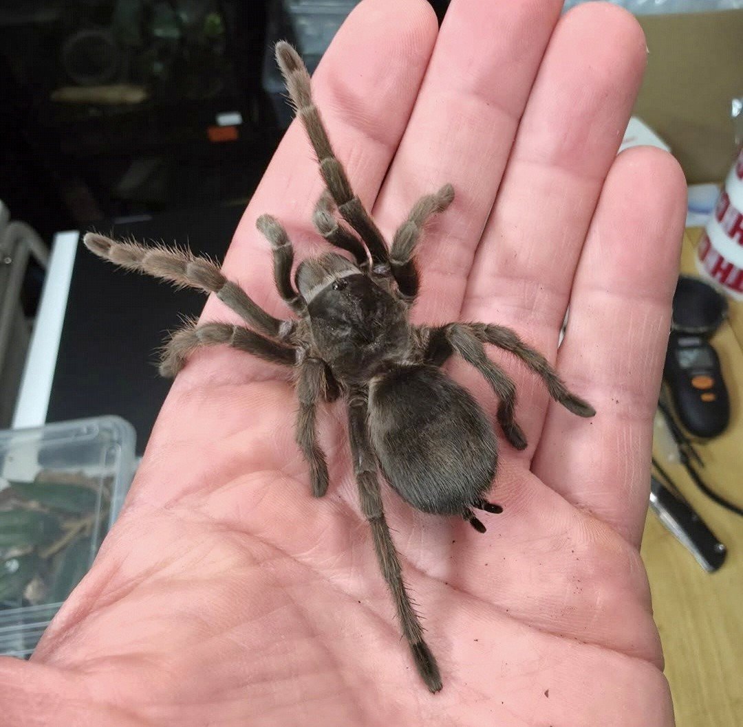 Grammostola alticeps (Brazilian Grey Smoke) Juvenile Female 10cm