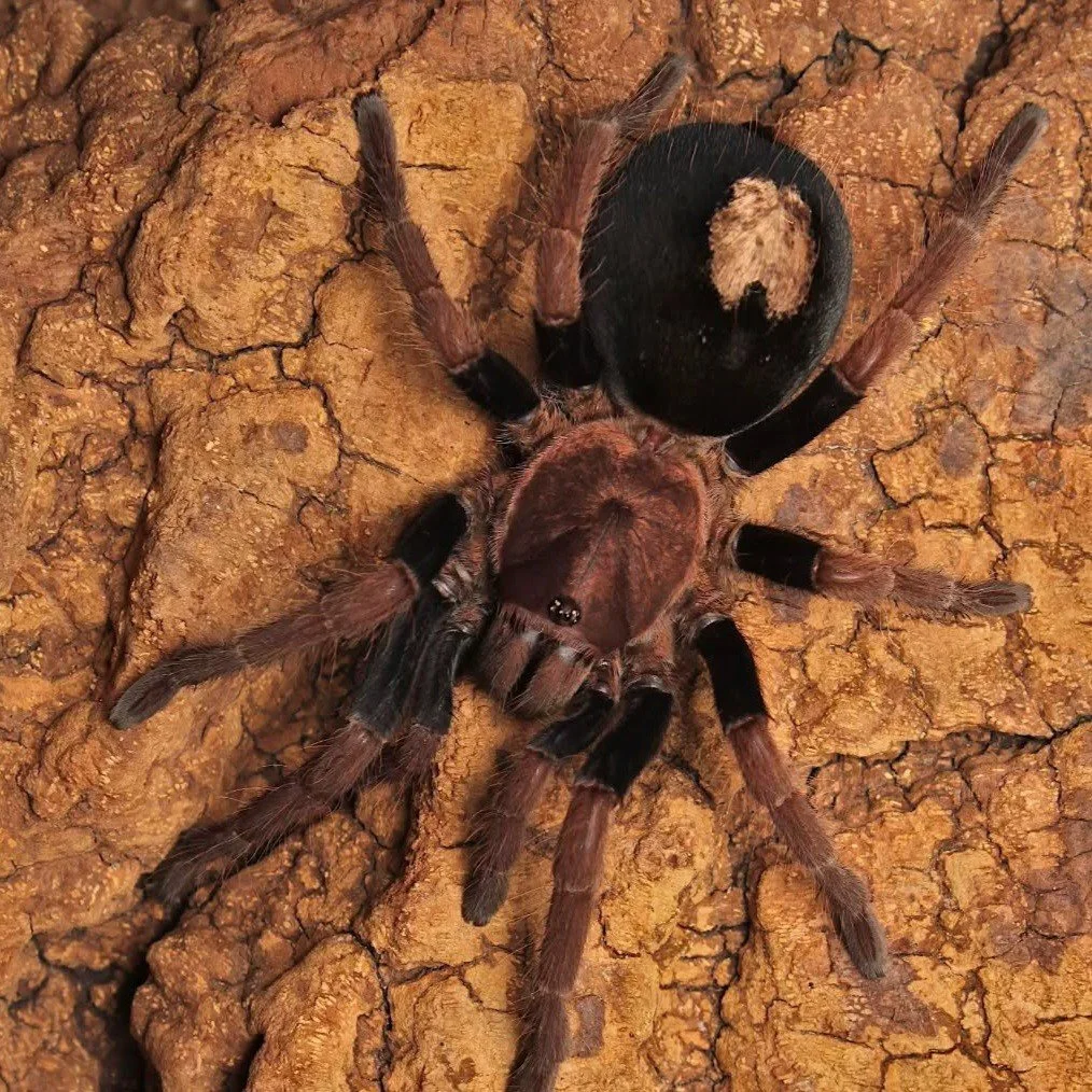 cyriocosmus-giganteus-giant-dwarf-tarantula.jpg