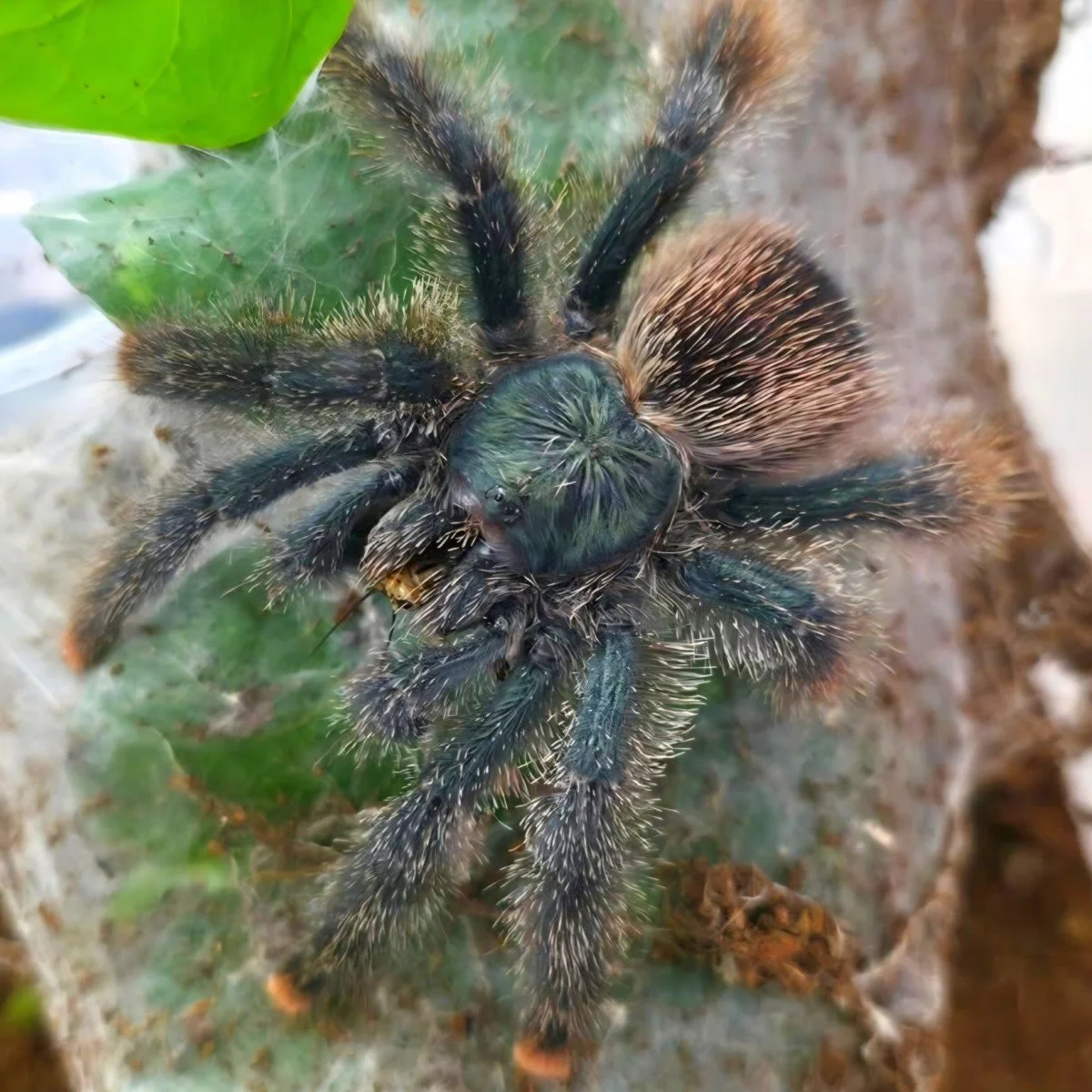 Avicularia avicularia (Guyana Pink Toe) Sling 1-2cm