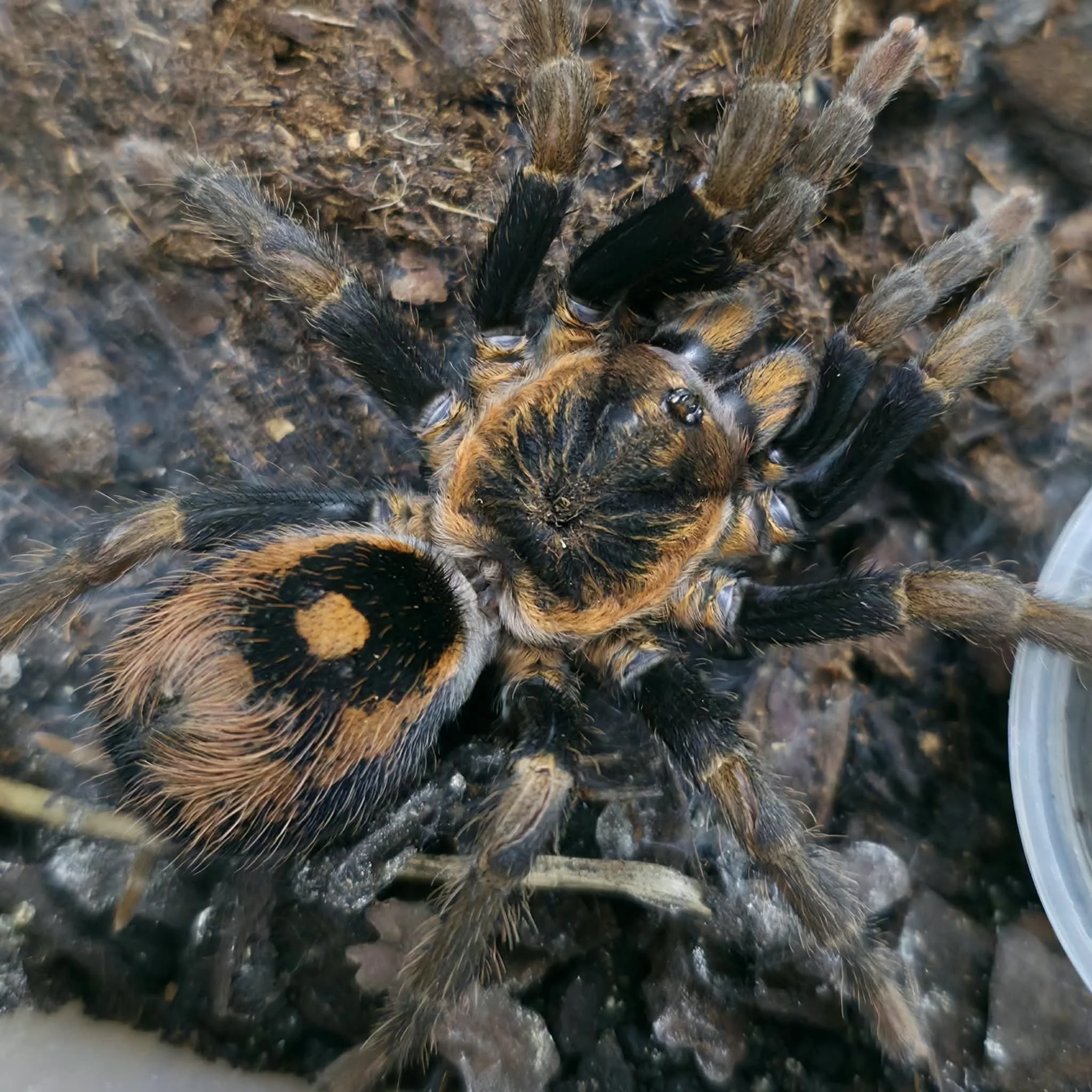 Hapalopus guerreroi 1-2cm Sling - (Bulk of 5)