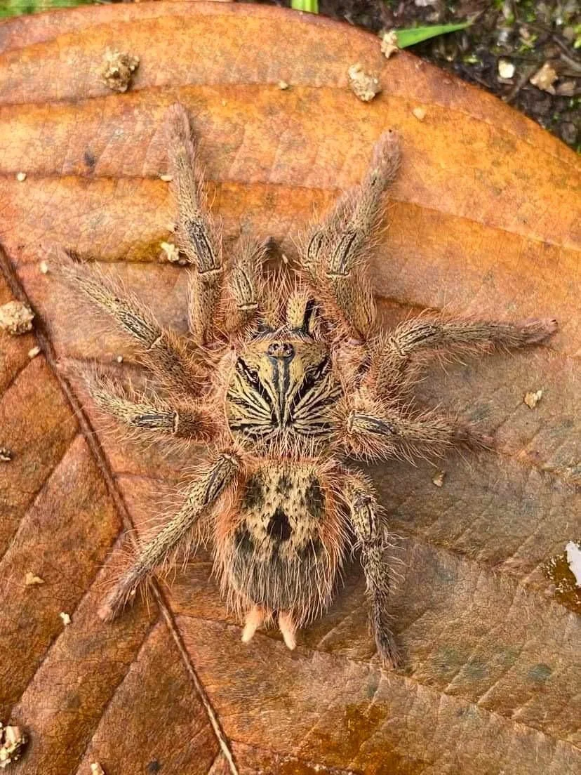 neischnocolus-cisnerosi-ecuadorian-gold-dust-dwarf.jpg