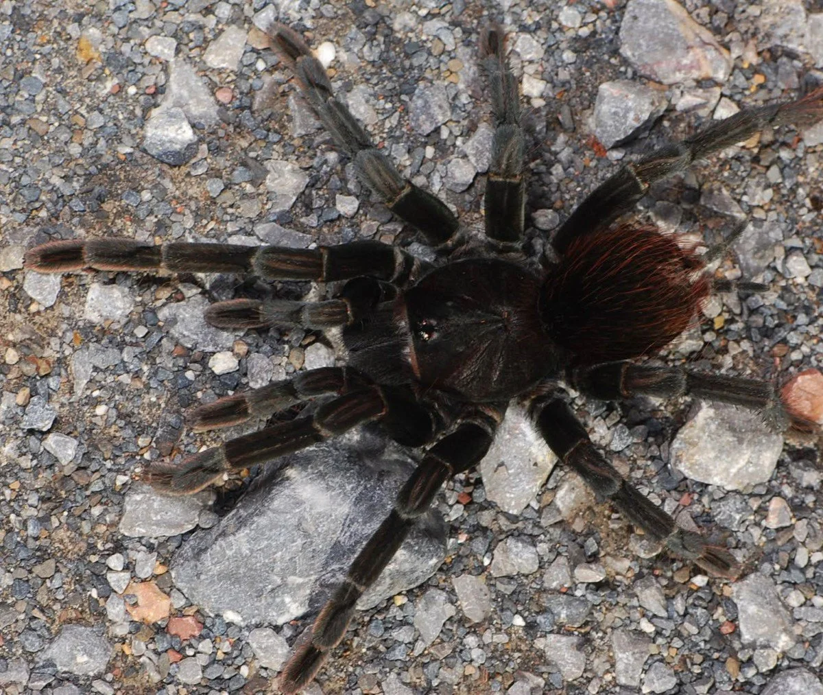 pamphobeteus-sp-oreana-oreana-giant-titan.jpg