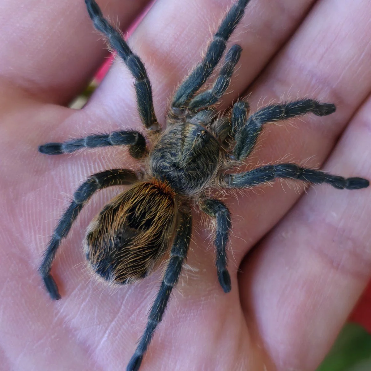 Euathlus sp. Tiger Sub-Adult Female