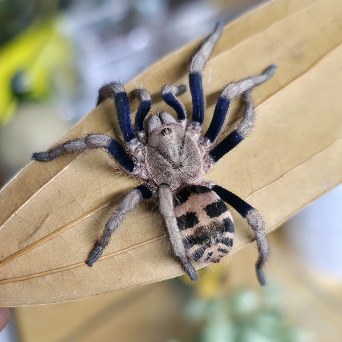 Anqasha sp. Blue Semi-Adult Male