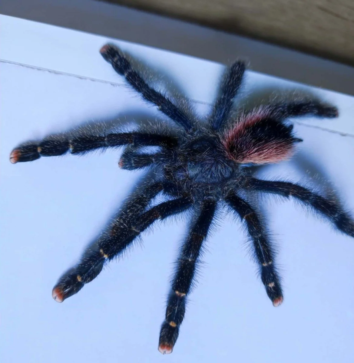 avicularia-peru-purple.jpeg