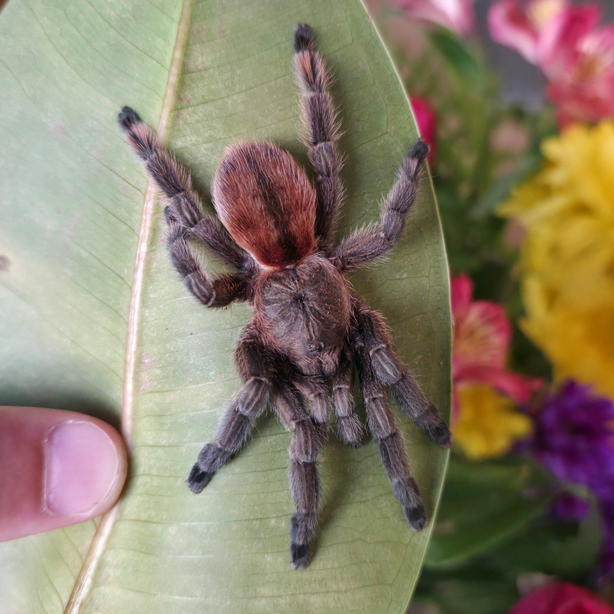 Pachistopelma rufonigrum Sub-Adult Female