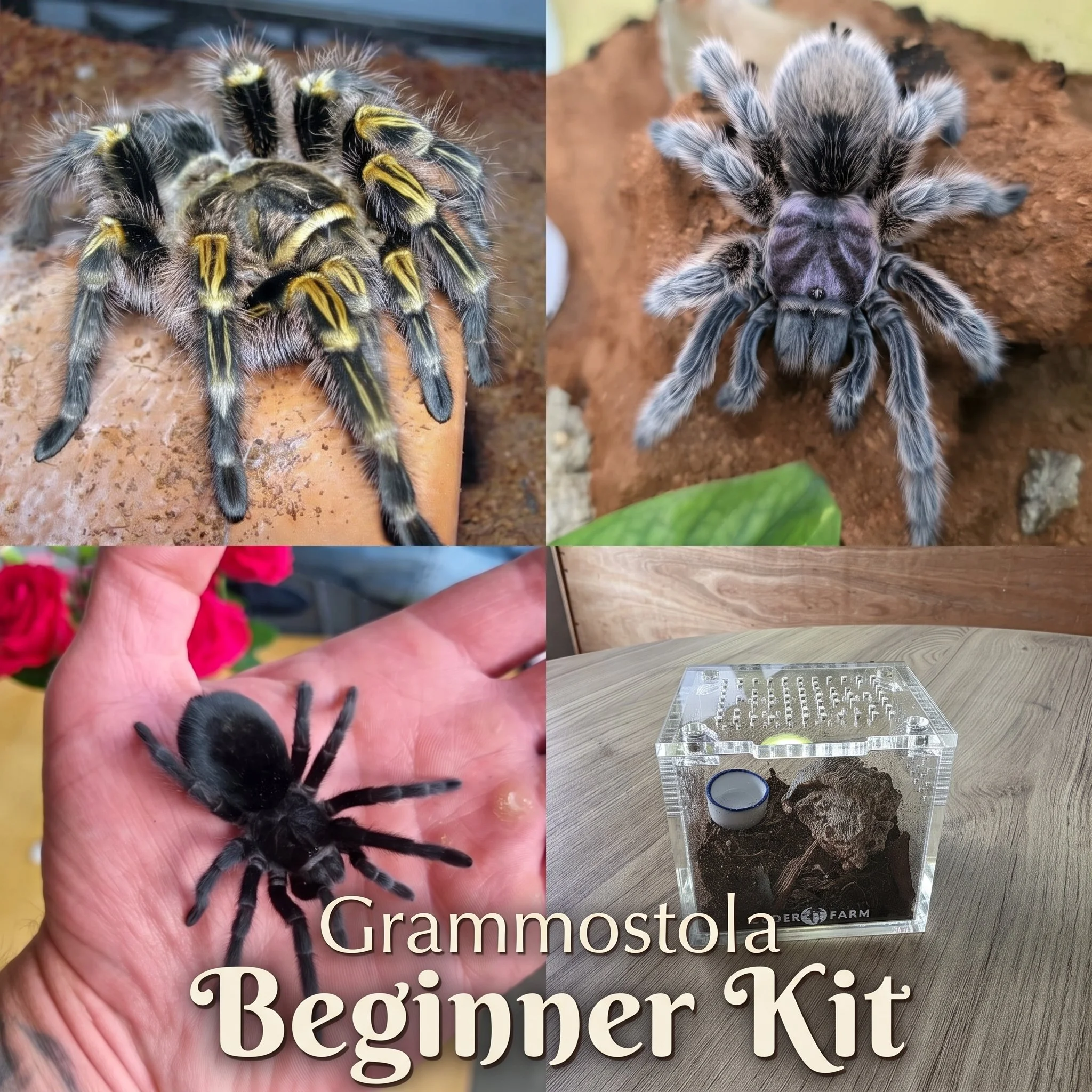 Grammostola Beginner Kit (Slings + Enclosures)