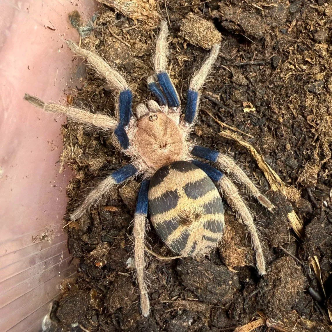 Anqasha sp. Blue Semi-Adult Female - May 2026 Pre-Order