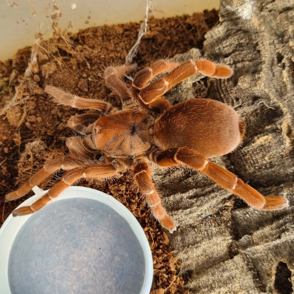 King Baboon Tarantula Male Pel Muticus Care Sheet king-baboon-tarantula-male-pel-muticus-care-sheet