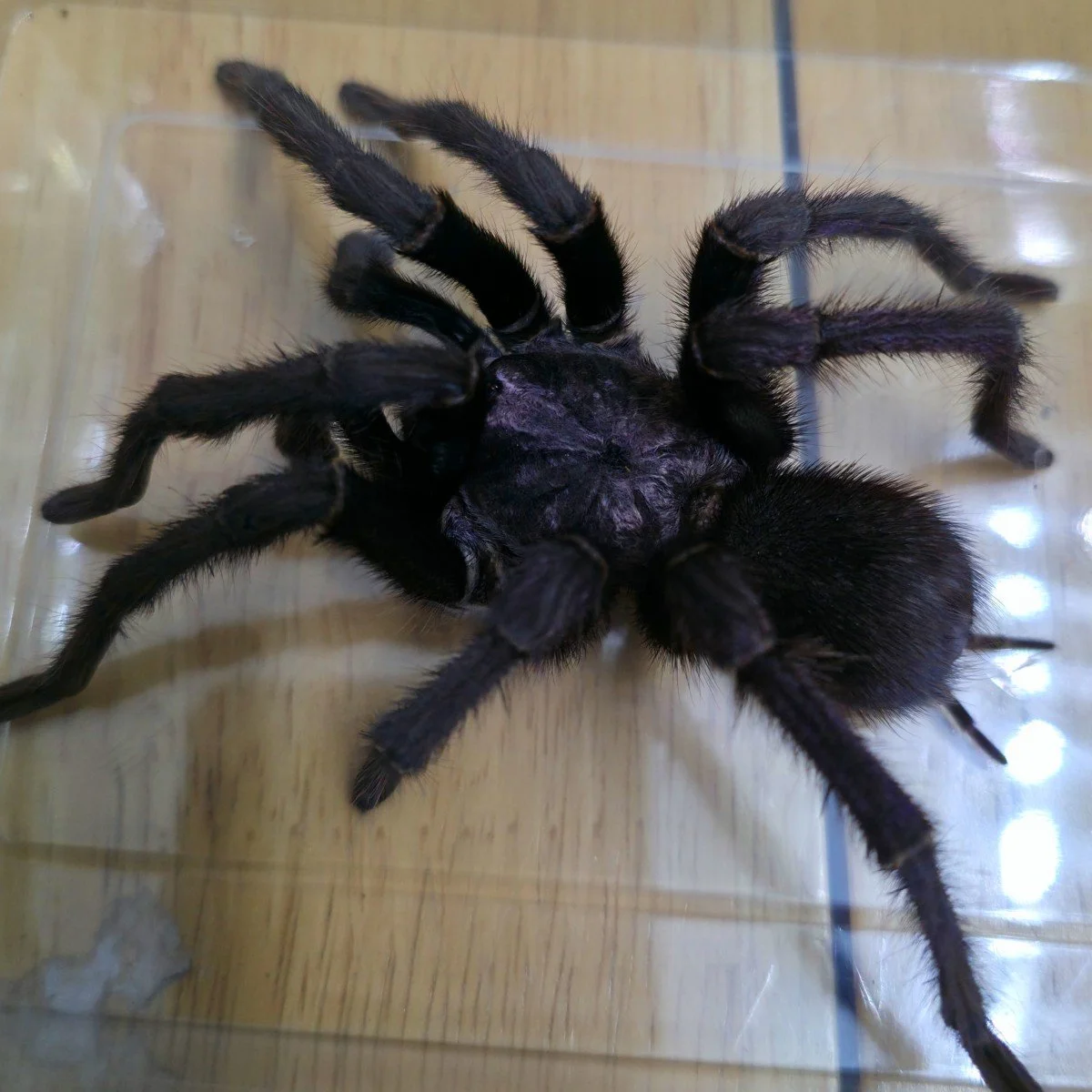 Phormictopus sp. Dominican Purple (Mature) Adult Male