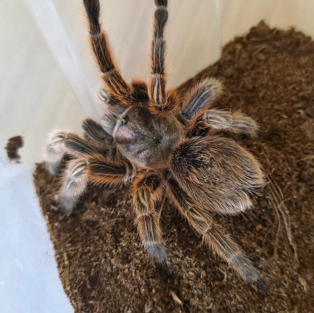 grammostola-rosea-red.jpg