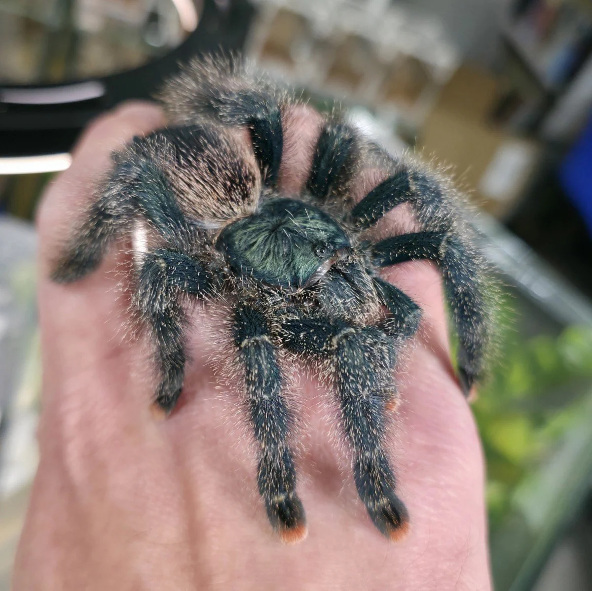 avicularia-metallica-white-hair.jpg