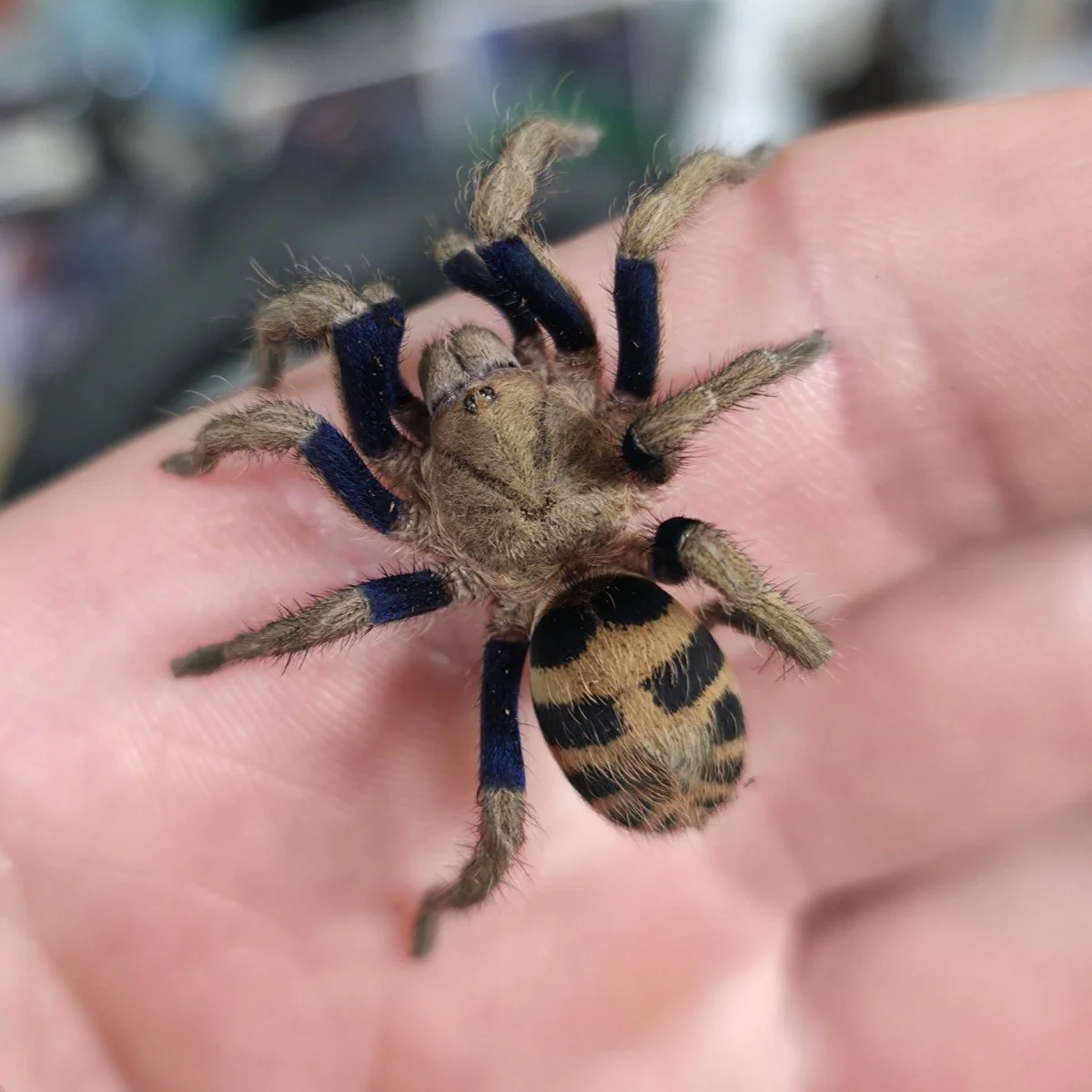 Anqasha sp. Blue Semi-Adult Female