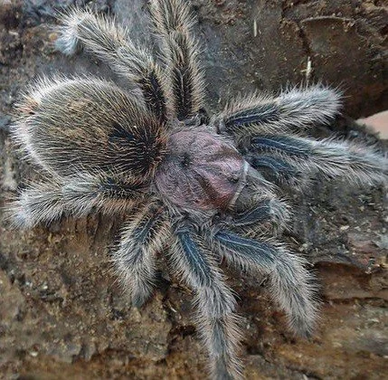 Grammostola rosea Sling 1cm