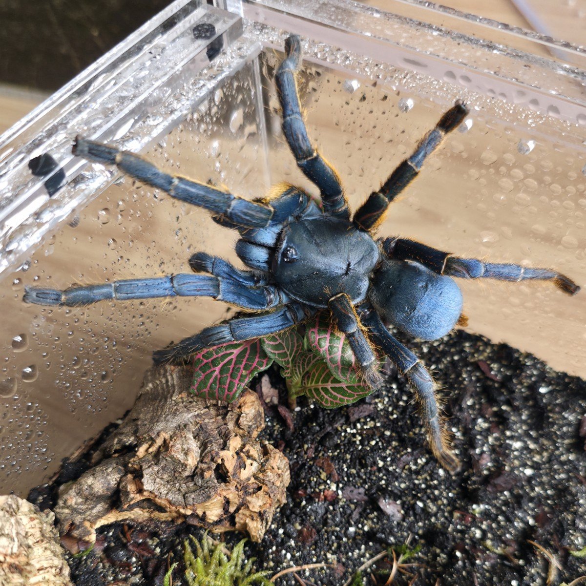 ornithoctoninae-sp-vietnam-silver-3.jpg