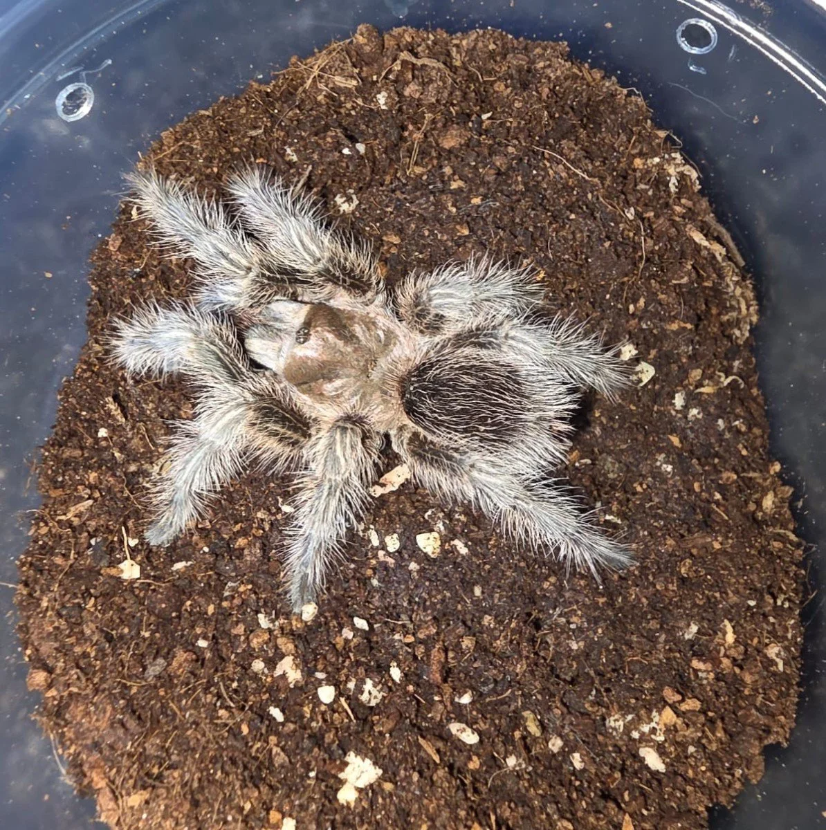 Grammostola sp. Norte Sling 0.5-1cm