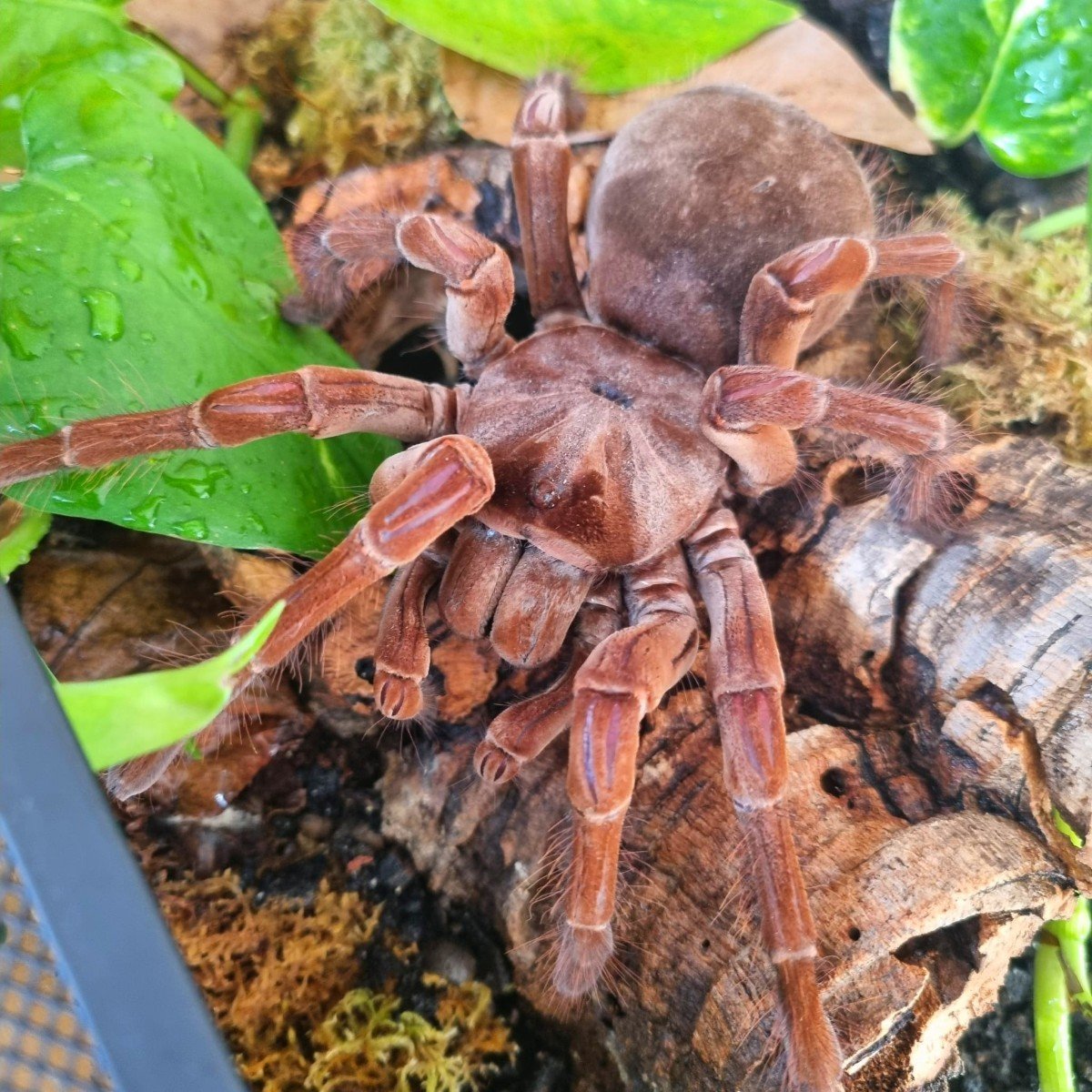 Theraphosa stirmi (Burgundy Goliath Birdeater) Semi-Adult Female 14cm & Male 8cm Pair