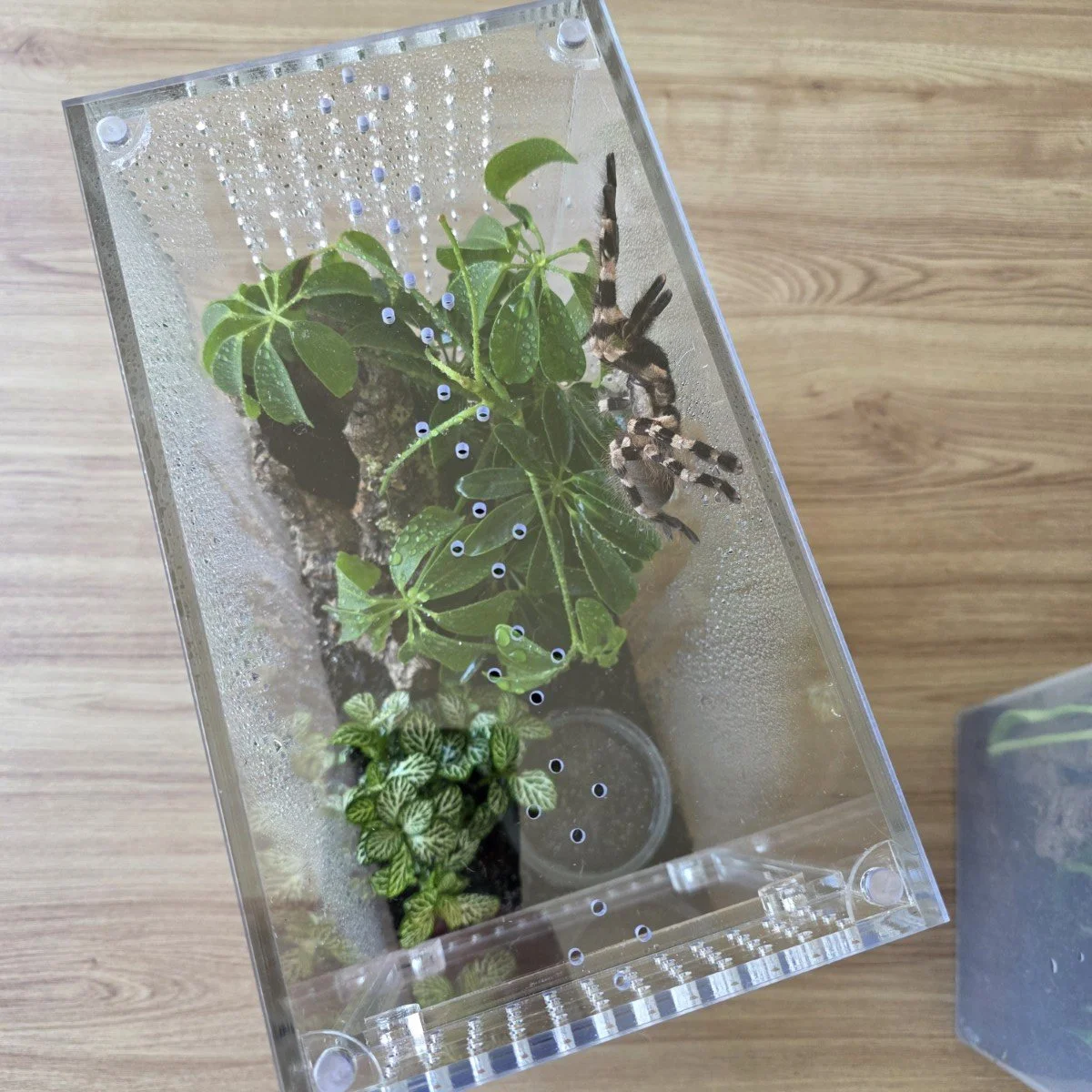 large-arboreal-acrylic-enclosure-15w-x-26d-x-30h-cm-12.jpg