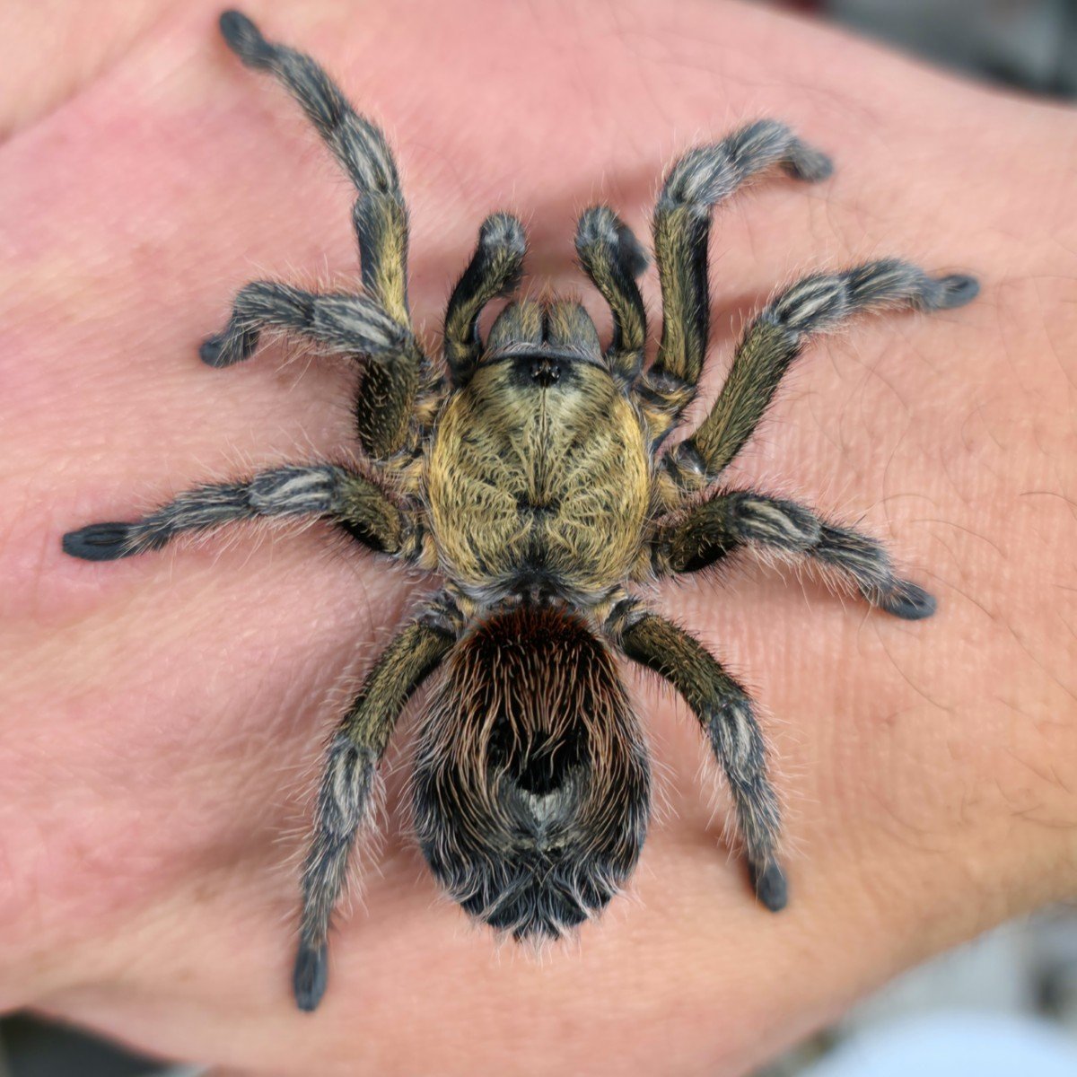 Euathlus manicata Green Sub-Adult Female
