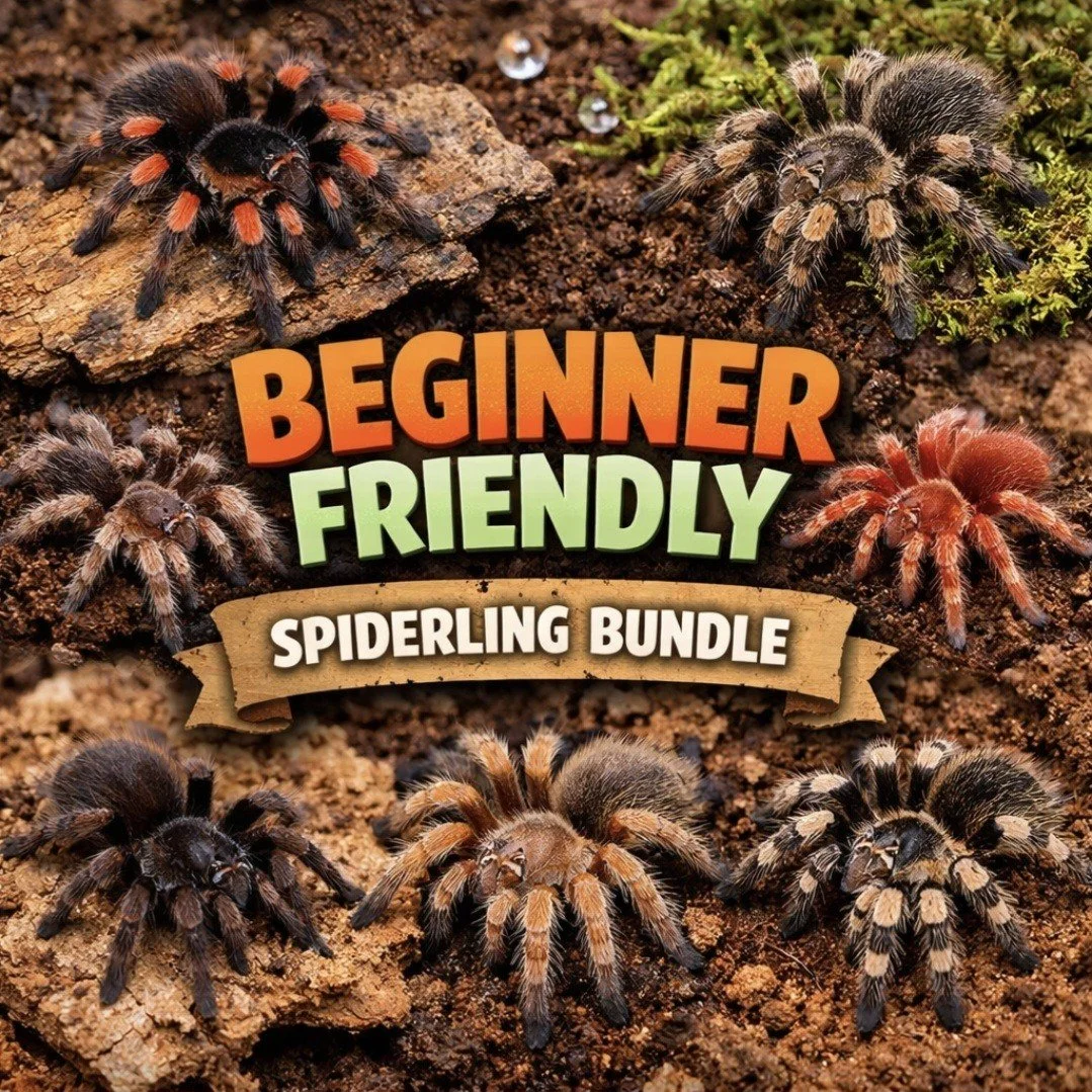 Beginner Friendly (Bundle)