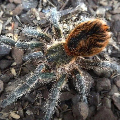 Euathlus sp. Tigre Esmeralda Sling 0.5cm