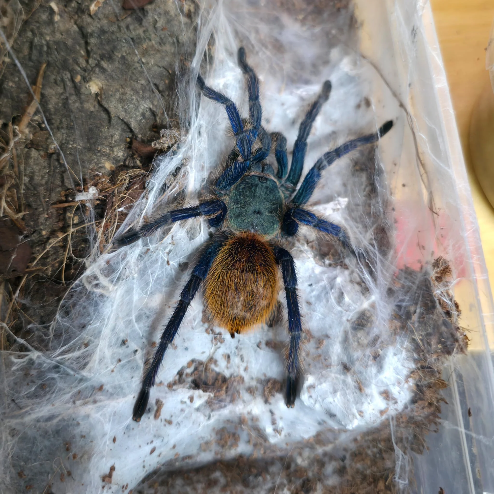 Chromatopelma-Cyaneopubescens-GBB.jpeg