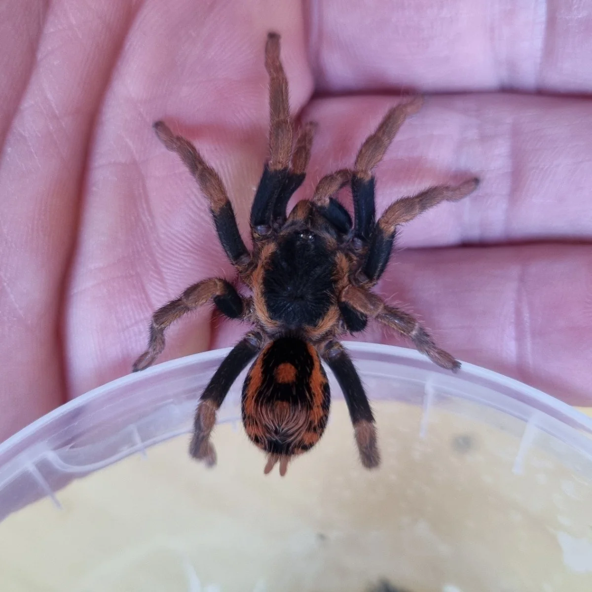 hapalopus-guerreroi-fire-red-pumpkin.jpg