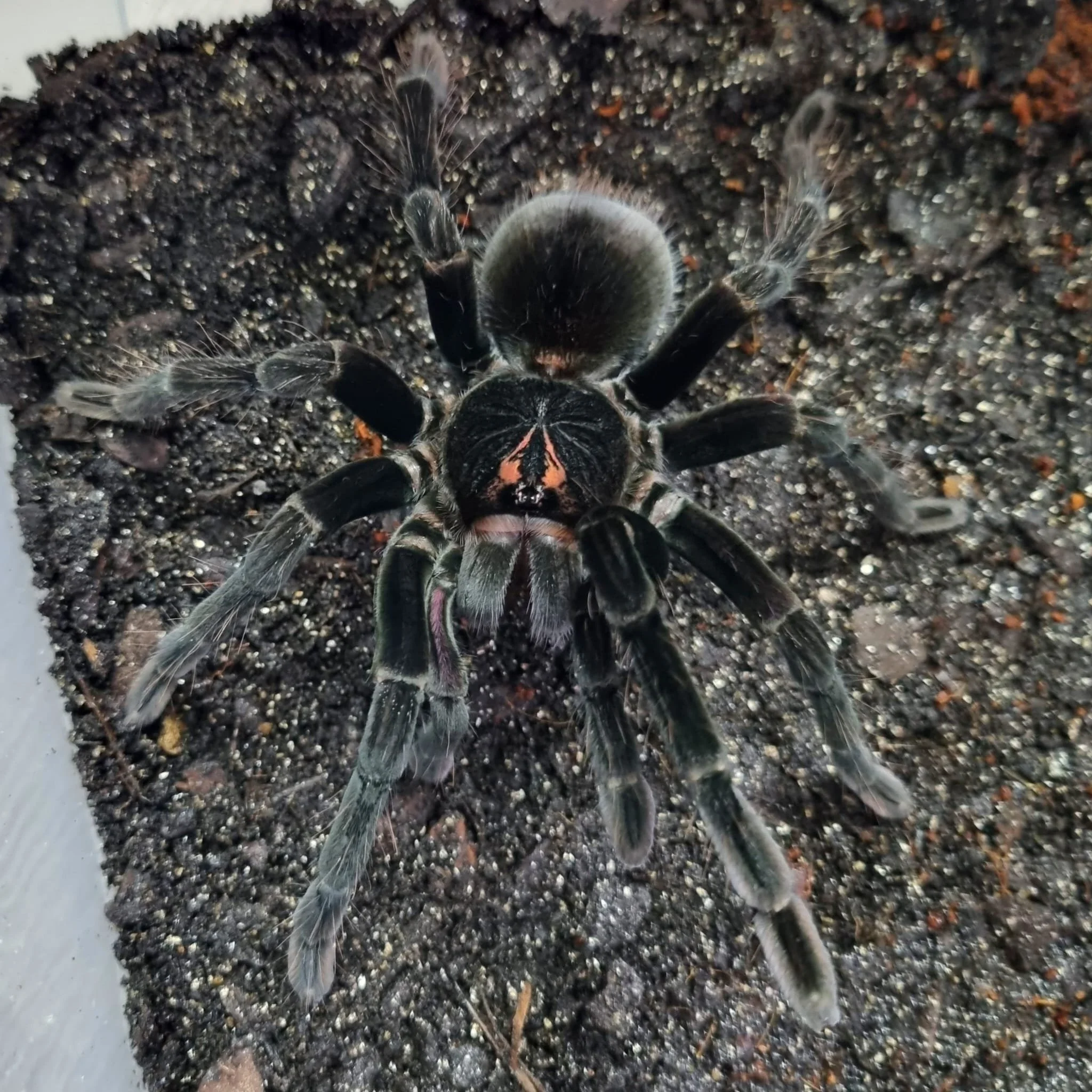 pamphobeteus-sp-flammifera.jpeg