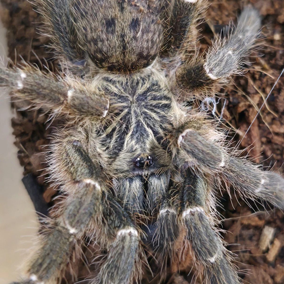 pterinochilus-murinus-dcf-kigoma.jpg