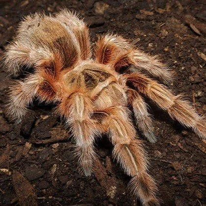 Grammostola sp. Maule tarantula from Chile