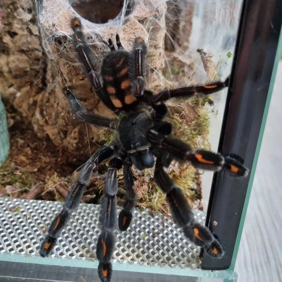 Psalmopoeus irminia Venezuelan Suntiger tarantula for sale UK