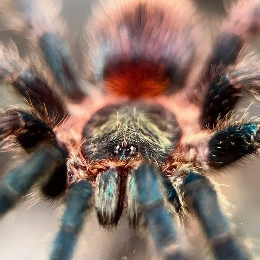 dolichothele-diamantensis-brazilian-blue-dwarf.jpg