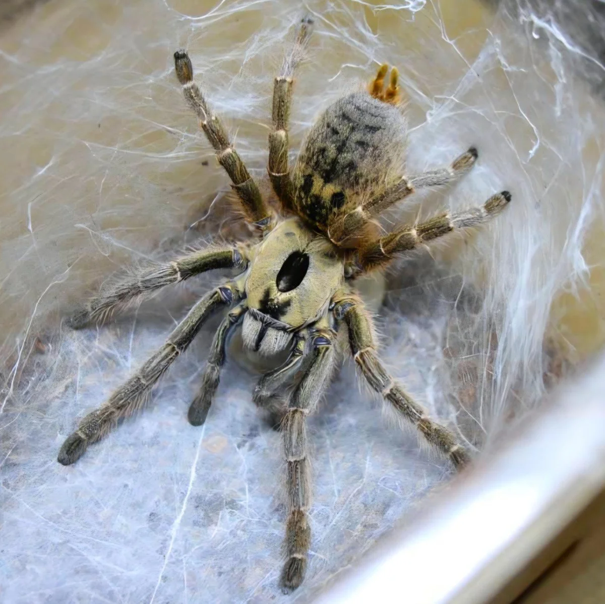 ceratogyrus-brachycephalus-rhino-horned-baboon.jpg