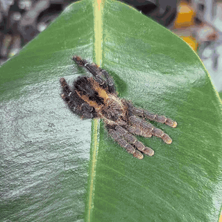 avicularia-lynnae.gif