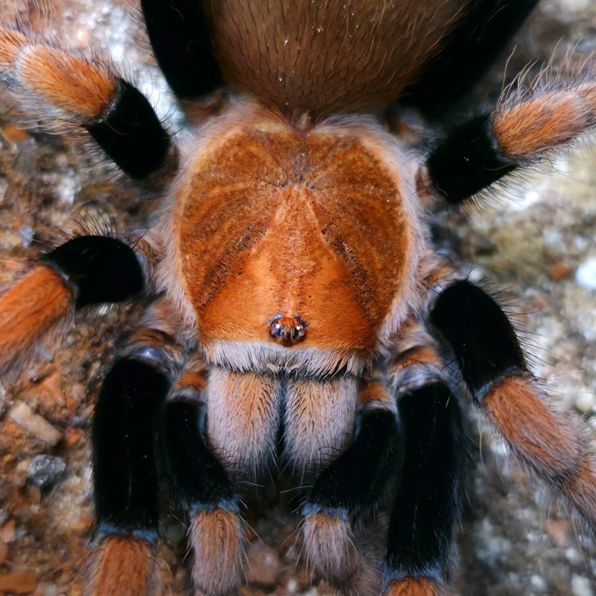 Theraphosidae sp. Magma Juvenile Female 10-12cm