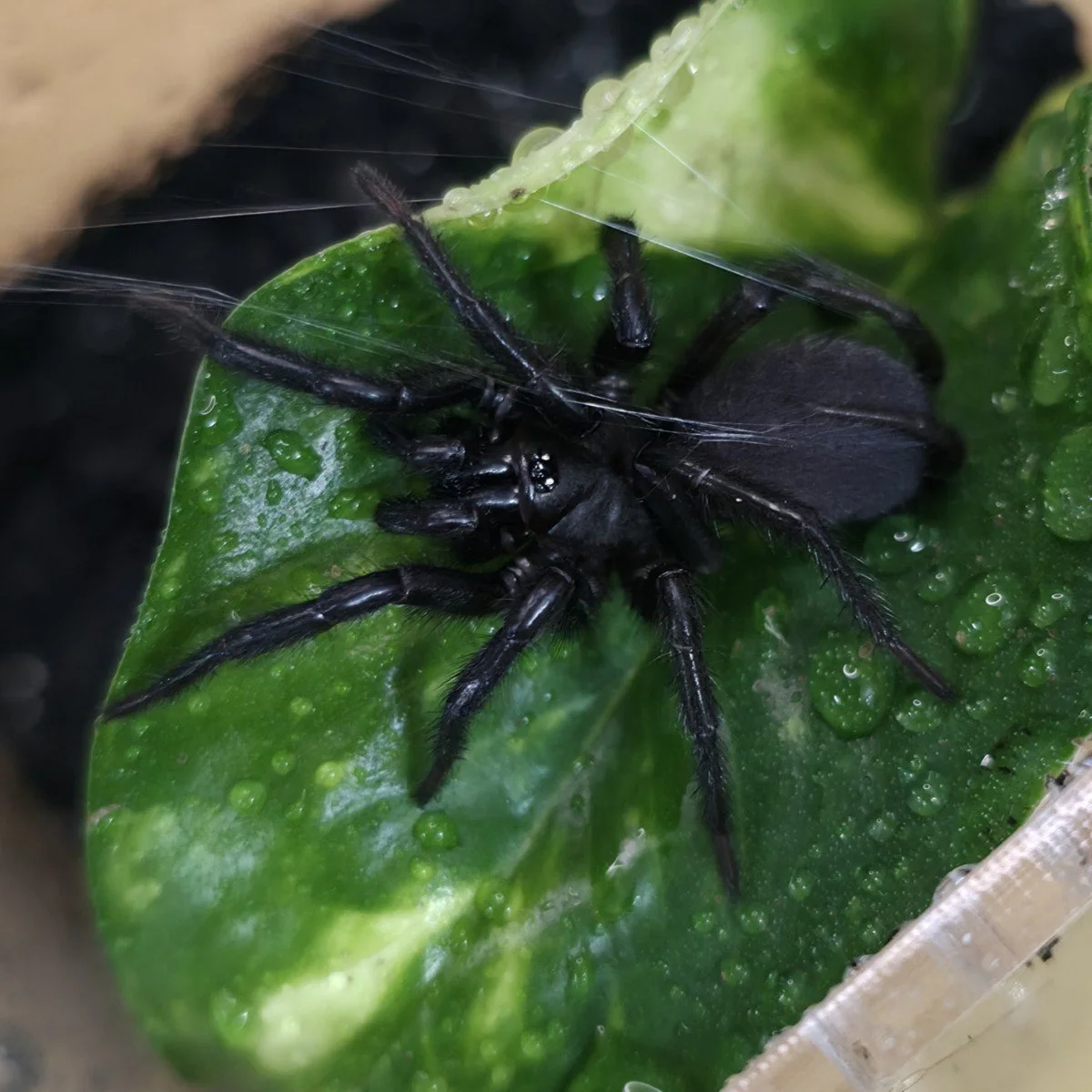 Macrothele sp. Thailand (Thai Funnel-Web Spider) Sub-Adult Female