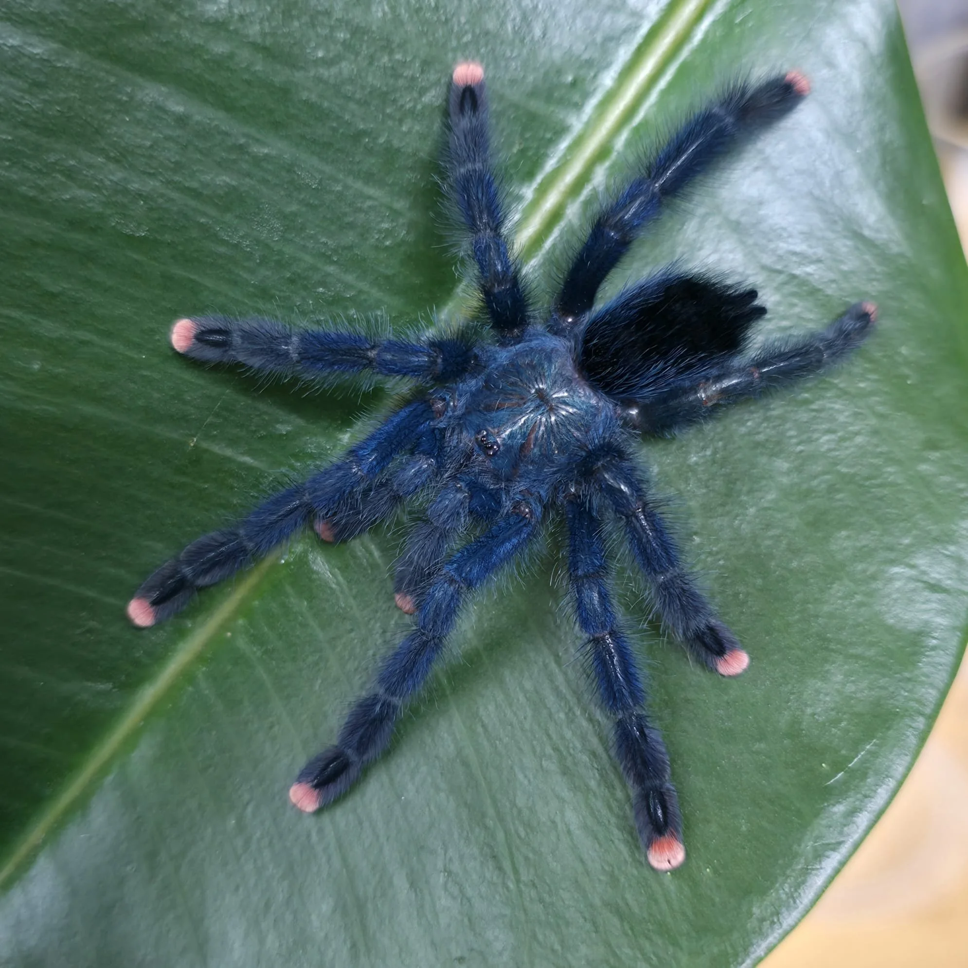 Avicularia geroldi (Gerold's Pink Toe) Sling 1-2cm