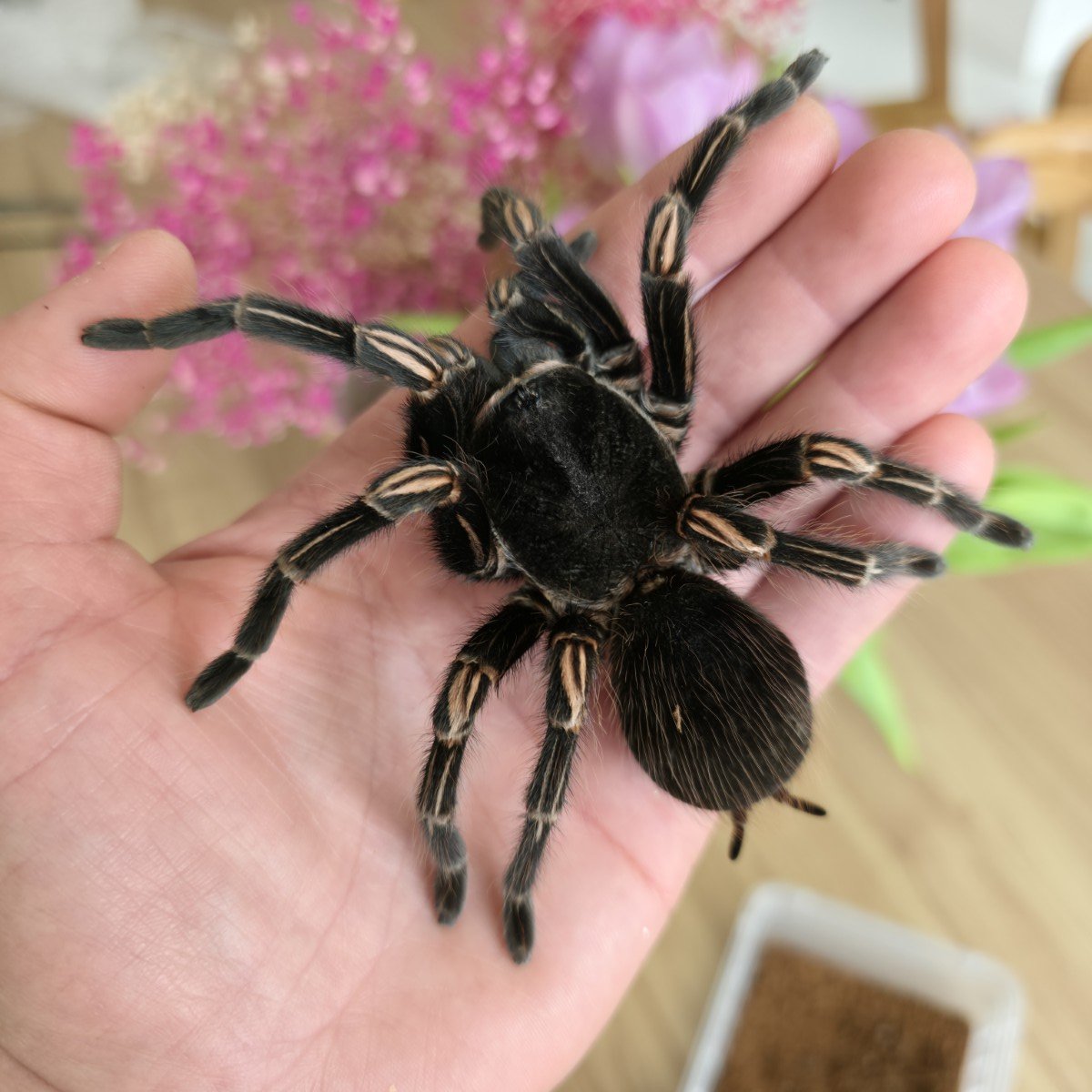 Lasiodorides striatus (Peruvian Orange Striped) Adult Female