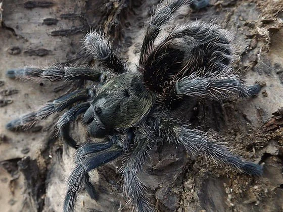 Euathlus manicata Black Sling 1cm